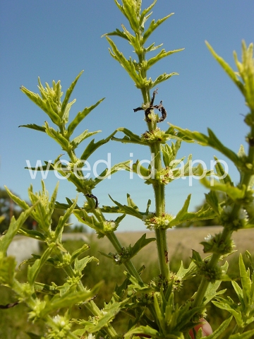 bugleweed, American